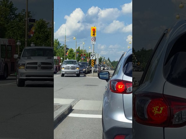 Ducks Have Insane Traffic Etiquette - Video