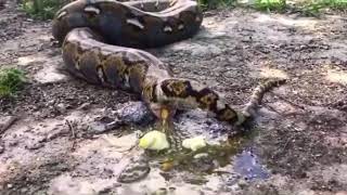 How Snakes Pee 十万个为什么之蛇的大小便