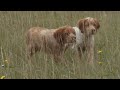 dresser un chien d arret