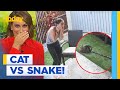 CCTV captures moment cat narrowly escapes being eaten by carpet python | Today Show Australia