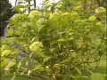 planter hortensia