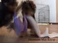 Бонэр. Видео к статье "Как 