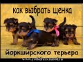 выбрать щенка йоркширского терьера" http://www.yorkdress.narod.ru/htms/vibor.htm 