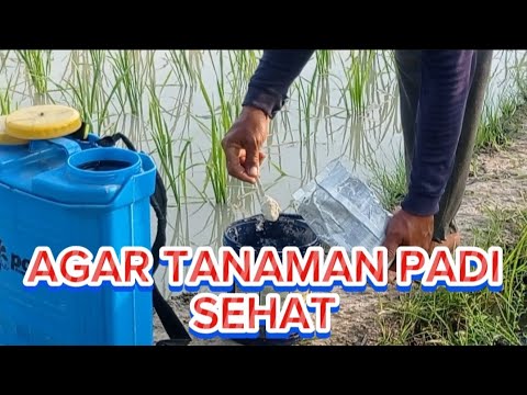 AGAR TANAMAN PADI SEHAT BEGINI SOLUSINYA