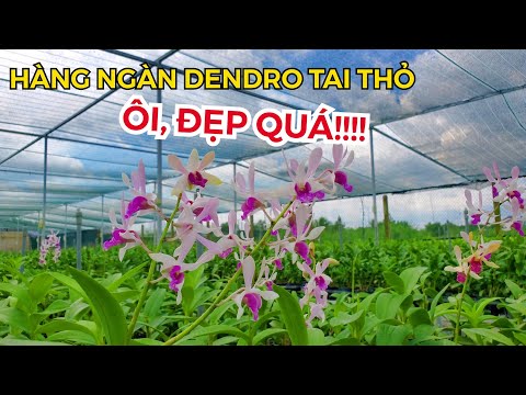 ĐI LẠC VÀO THẾ GIỚI CỦA DENDRO NẮNG TAI THỎ: "MÀU SẶC SỠ - THƠM TRỨ DANH" | #HOALANDUYPHONG