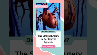 Smallest Artery In Our Body