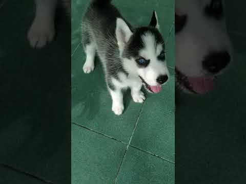 husky baby(dỗi)