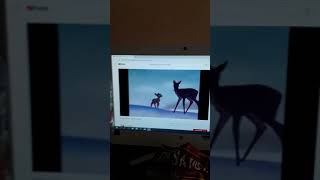 Disneys Bambi - Mothers Death