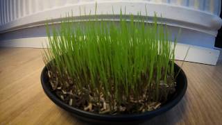 Literally watching grass grow (GoPro Timelapse)