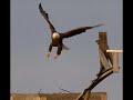 Bald Eagle Landing on Blackwater Osprey Cam Nest