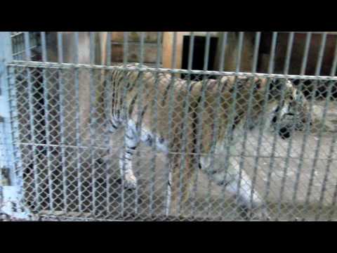 多摩動物園のトラ