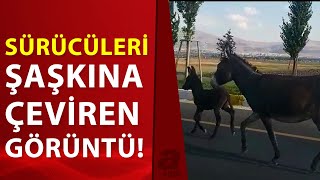 Karayoluna Çıkan Başıboş Eşek Ve Yavrusu Sürücülere Zor Anlar Yaşattı A Haber