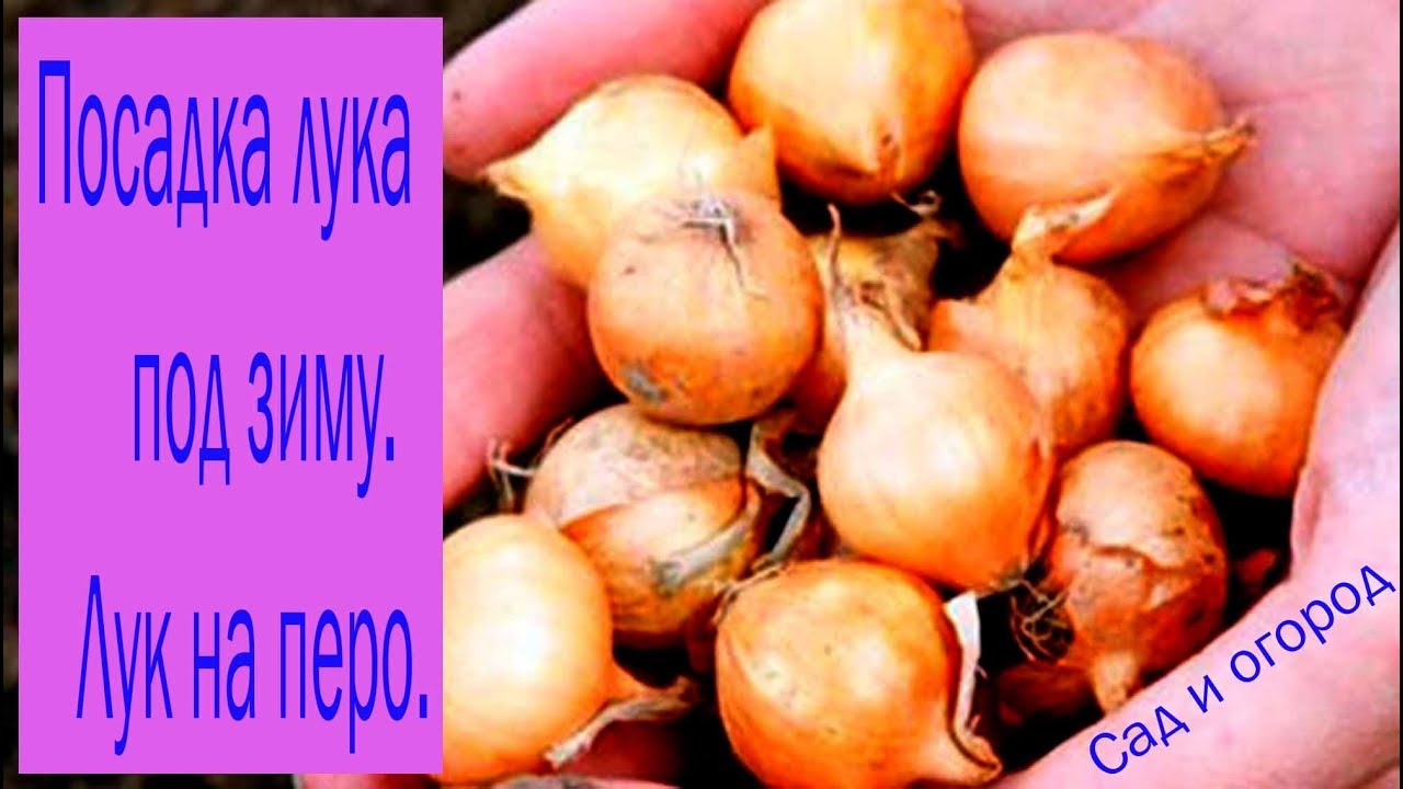 Когда и как сажать лук под зиму на перо 37