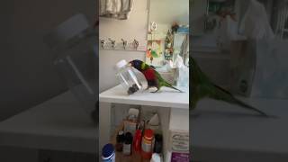 Oh No Bad Bird