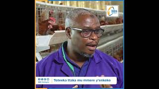 Emmere Gyotasobola Kulya, Togiwa Nkoko Zo