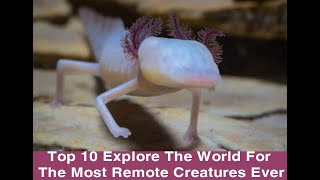 Top 10 Explore The World For The Most Remote Creatures Ever