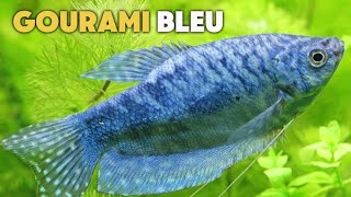 Guide Ultime Le Gourami Bleu