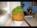 Spending Time with Mr. Grasshead