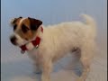 A Jack Russell Christmas
