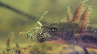 Spotted Salamander larva feeding on a tadpole (Ambystoma maculatum)