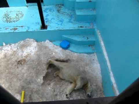 おびひろ動物園：キロルの穴掘り