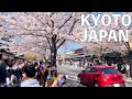 【4K】Kyoto, Arashiyama walk tour in Spring 2023