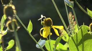 Pollinators Research Project