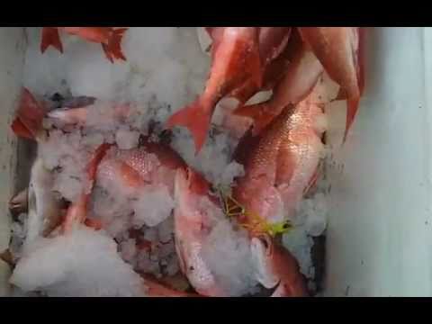 Deep  Fishing Tarpon Springs on Deep Sea Fishing Adventure   Tarpon Springs Deep Sea Fishing