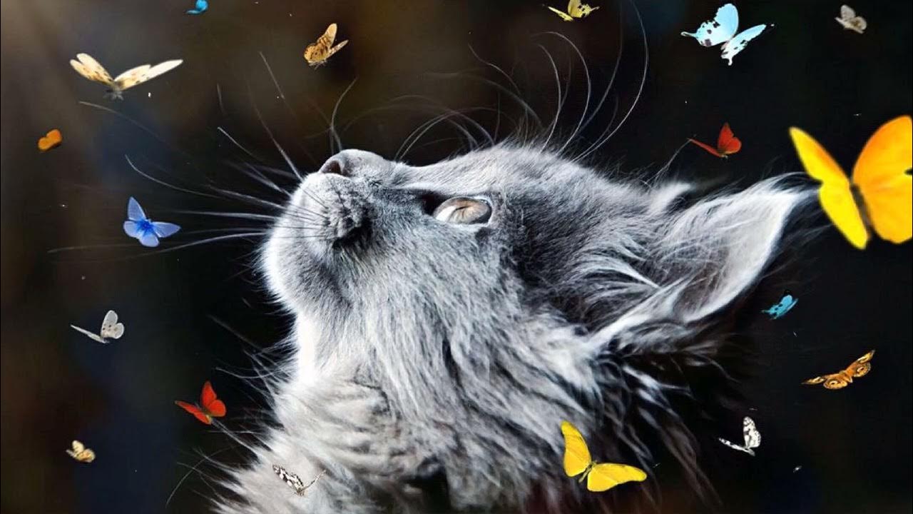 Кот и бабочка картинки