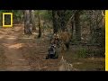 Un encuentro cercano con un tigre salvaje con la ayuda de un vehículo robot