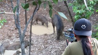 Tembak Babi Jantan Jumbo Dari Atas Pohonhunting Wild Boar Babi Pemakan Karet Istri Poin Lagi