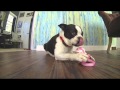 default photo default photography Pet Portrait Photography — Liz Young Photography — Ludo and The Kong