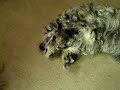 Canine Peek-a-boo with Jack the Dog