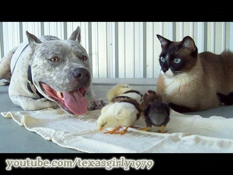 AMAZING! PitBull, Cat Chicks!