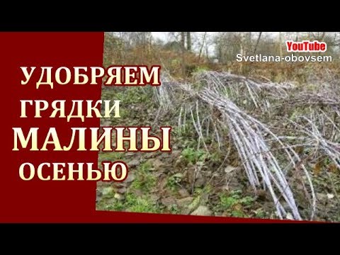 Тюльпаны, почва для посадки тюльпана, схема посадки, уход Как сажать виноград весной и осенью: пошаговое руководство