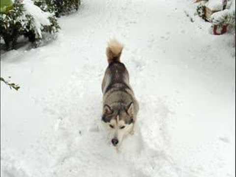 husky puppies playing in snow. Husky Puppy carries stuffed