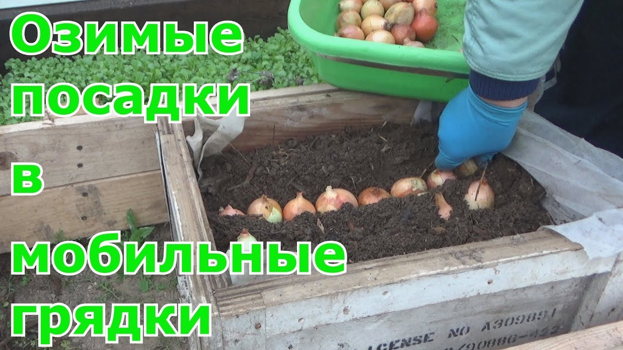 Можно ли сажать в теплицу с помидорами репчатый лук 67