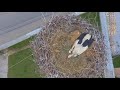 Stork S Nest With Little Storks Drone Lejleku I Bardhe Stork S Nest With Little Storks Drone Lejleku I Bardhe