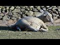 parturition