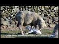 parturition
