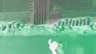 Lion Roaring In G Major 136