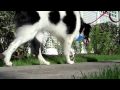 Buffalo Neighborhood Walk Video