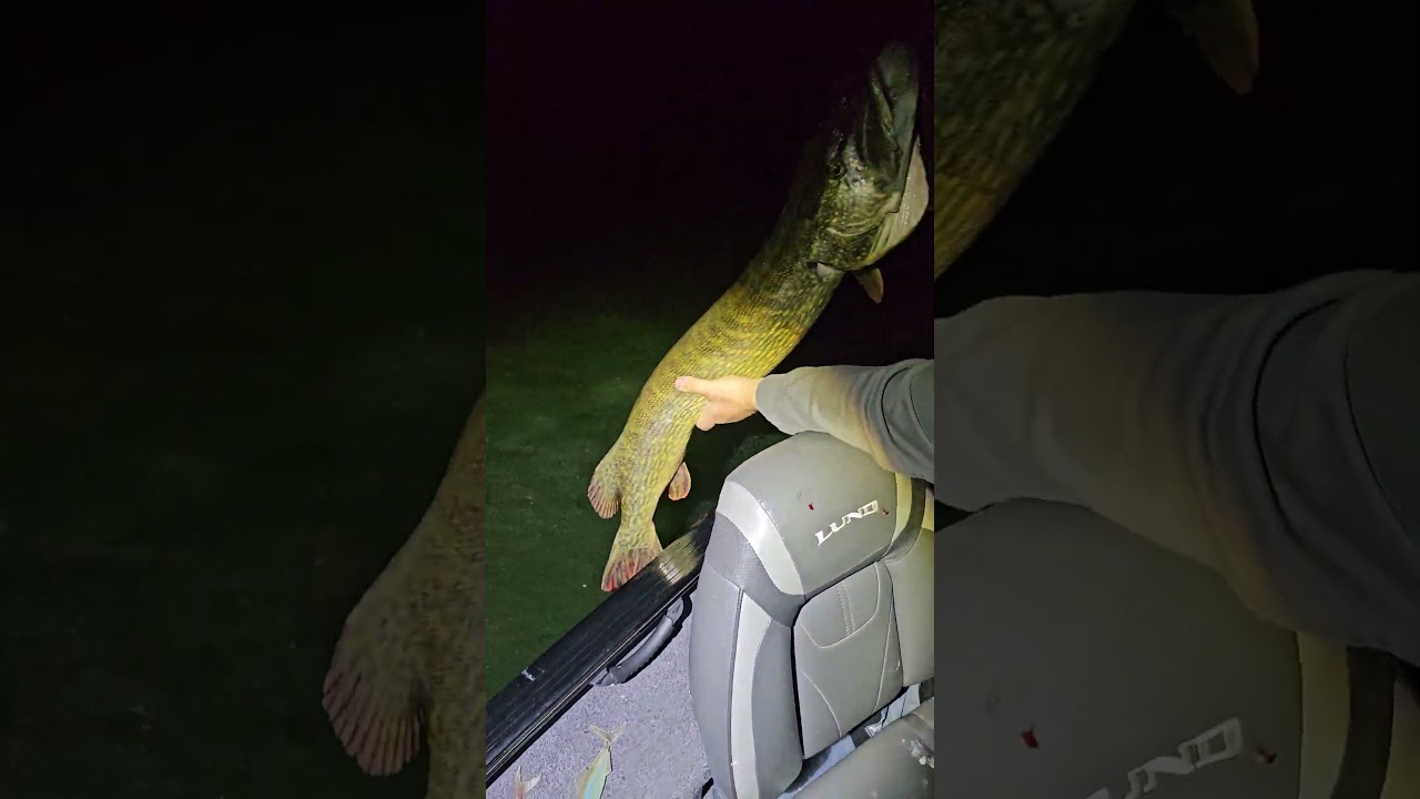 112 cm The Meg rasiert.Jetzt ist aktuell die beste Zeit für große Hecht. www.johnnyrelease.de