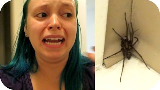 BAYLEE VS SPIDER