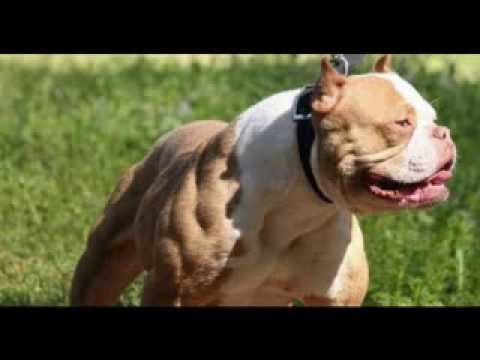 Anabolicos para perros bull terrier