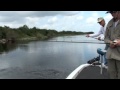 Florida Everglades Bass Fishing Guide - Bass Grabs Worm At Edge Of Boat!