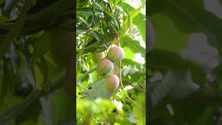 For Mango Lovers Only