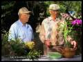 How To Plant Orchids