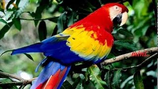 Parrot - கிளி - Bed Time Stories in Tamil - Series #1