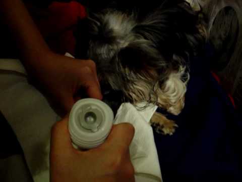 yorkie in labor yorkie in labor yorkie in labor yorkie in labor